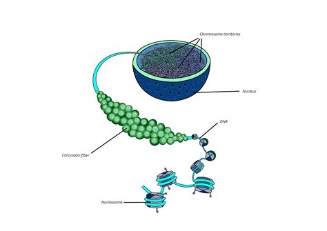 Chromatin